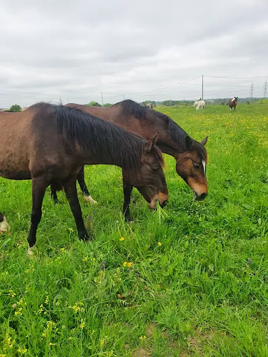 Pension Chevaux les Pres d'Eden