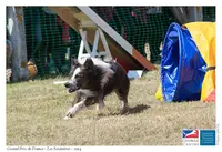 Agility School