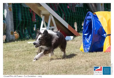 Agility School