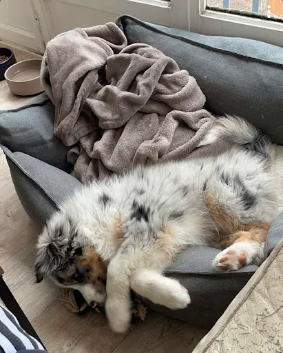 Domaine de la Vallée du Bozançon Élevage de Berger Australien et de Ragdoll