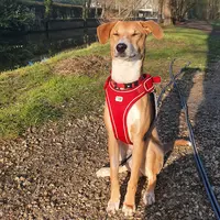 Tranquili Pattes - Éducatrice Comportementaliste Canin et Félin et Pet-sitter