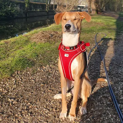 Tranquili Pattes - Éducatrice Comportementaliste Canin et Félin et Pet-sitter