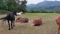 Cheval Appaloosa : Ferme Équestre du Pont-de-frappe / Gap