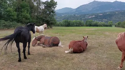 Cheval Appaloosa : Ferme Équestre du Pont-de-frappe / Gap