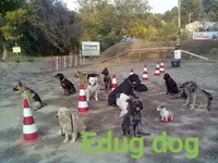 Eduqdog - Éducateur Canin