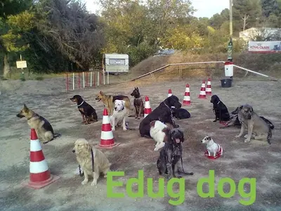 Eduqdog - Éducateur Canin