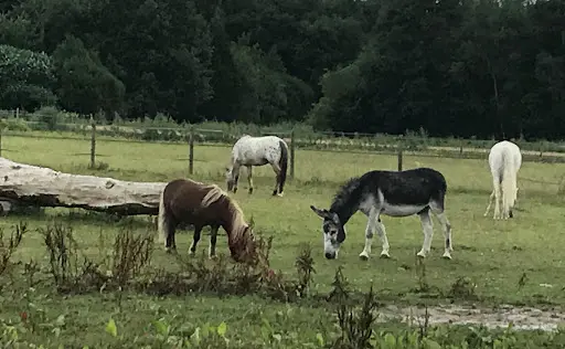 Centre Equestre de Chailly-en-bière