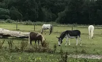 Centre Equestre de Chailly-en-bière