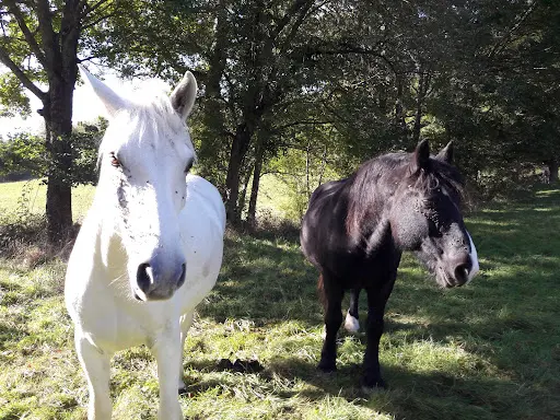 Ferme Equestre