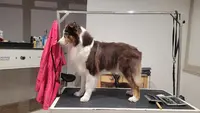 Aussie Grooming