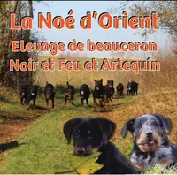 La Noé d'Orient