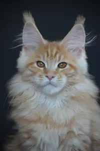 Chatterie les Trésors de Laure Elevage de Maine Coon Franche Comté