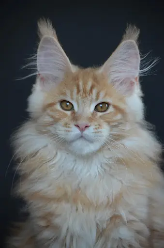 Chatterie les Trésors de Laure Elevage de Maine Coon Franche Comté