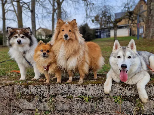Planète Woof - Pension Familiale, Éducation Bienveillante et Friandises Naturelles sur Nancy et Environs