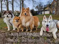 Planète Woof - Pension Familiale, Éducation Bienveillante et Friandises Naturelles sur Nancy et Environs
