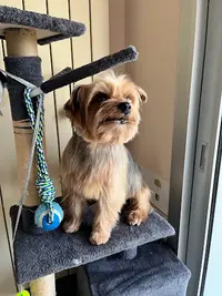 Le Chic Canin
