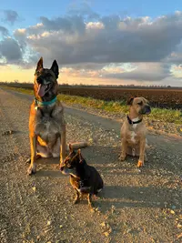 Oliv And Dogs - Educateur Comportementaliste Canin - 71