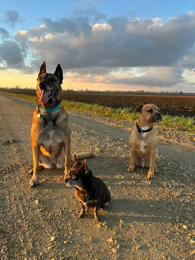 Oliv And Dogs - Educateur Comportementaliste Canin - 71