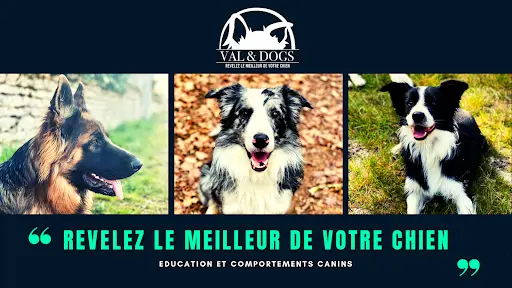 Val & Dogs - Education et Comportements Canins