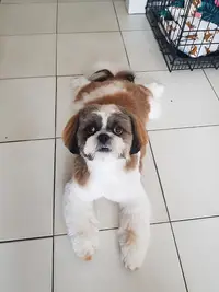Cani-coiff