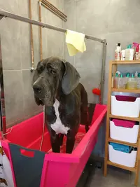 Au Bien-être Canin