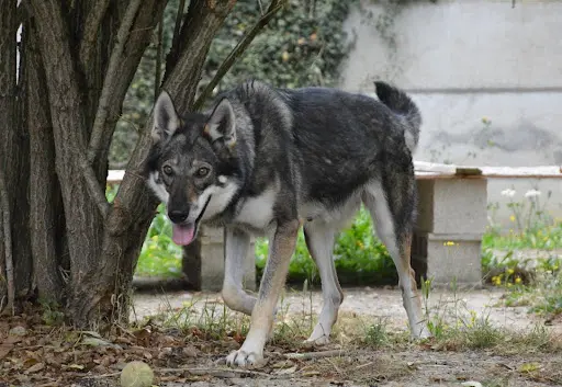 Symbiose Homme Animal - Educatrice Comportementaliste Canin Félin