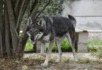 Symbiose Homme Animal - Educatrice Comportementaliste Canin Félin