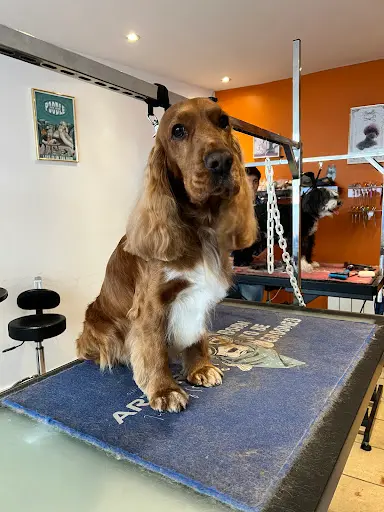 Canicoiff