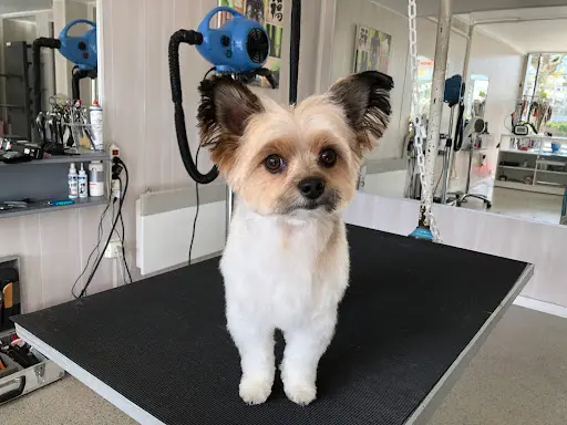 Hair Dog