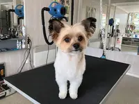 Hair Dog
