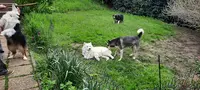 Éducateur Canin Formateur en Premiers Secours Canin et Félin