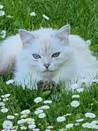 Elevage de Chats Sibériens Siberpassion