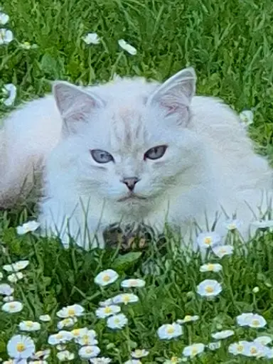 Elevage de Chats Sibériens Siberpassion