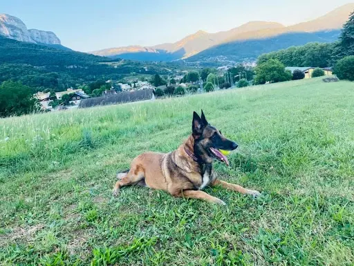 Flair’allure - Éducateur Canin - Comportementaliste Méthode Positive
