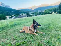 Flair’allure - Éducateur Canin - Comportementaliste Méthode Positive