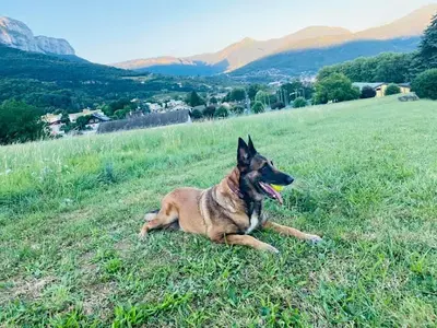 Flair’allure - Éducateur Canin - Comportementaliste Méthode Positive