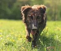 Yunta • Éducation et Comportement du Chien de Famille