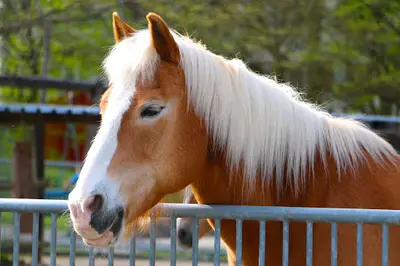 Centre Equestre de Chambly
