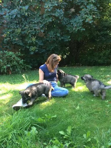 Educateur Canin - Comportementaliste - Oise