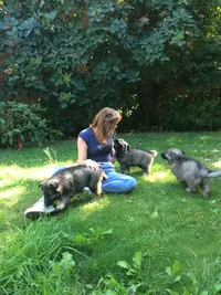 Educateur Canin - Comportementaliste - Oise