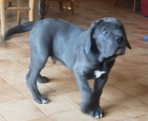 Élevage de Cane Corso en Cévennes Hameau de Sinko