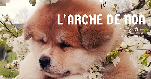 l'Arche de Noa - Élevage d'Akita Inu de Noa No Hakobune - Élevage Sélectionné Cfcnsj et Scc 2023