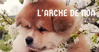 l'Arche de Noa - Élevage d'Akita Inu de Noa No Hakobune - Élevage Sélectionné Cfcnsj et Scc 2023