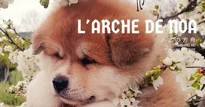 l'Arche de Noa - Élevage d'Akita Inu de Noa No Hakobune - Élevage Sélectionné Cfcnsj et Scc 2023