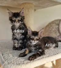 Chatterie du Pays D’hécate : Élevage de Chats/chatons Maine Coon Loof en Indre-et-loire, Centre-val de Loire