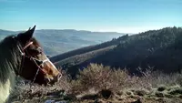 Cheval d'Azergues