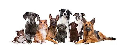 Education Canine Caroline Chevallier