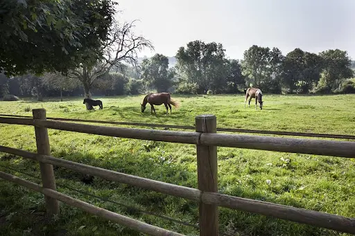 Haras du Maupas