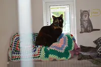 Chats de Champagne