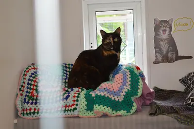 Chats de Champagne
